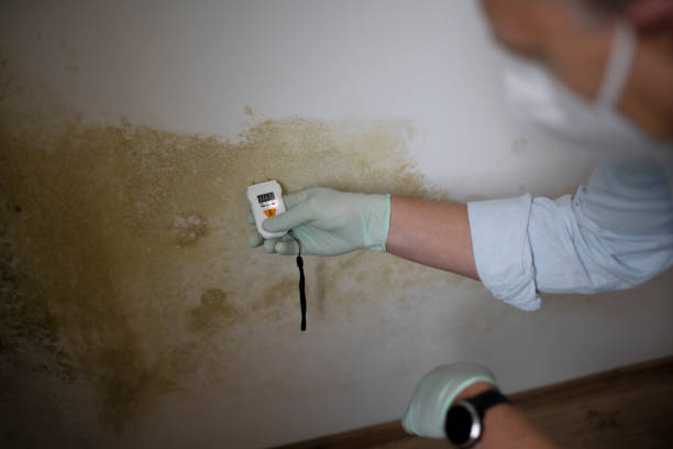 Professional Mold Remediation in Elm Creek, NE