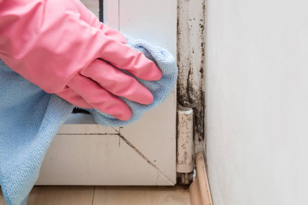 Best Black Mold Remediation in Elm Creek, NE